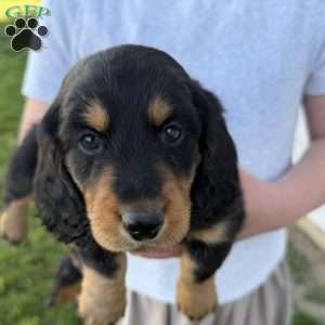 Duke, Dachshund Puppy