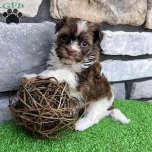 Ranger, Havanese Puppy