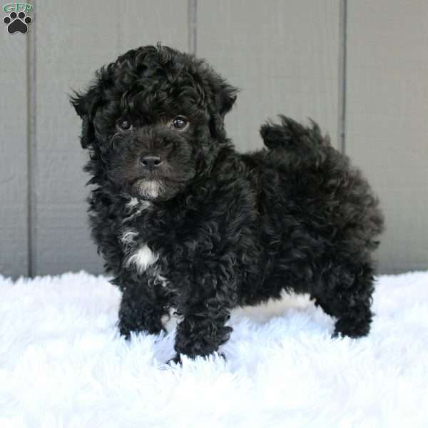 Duke, Toy Poodle Puppy