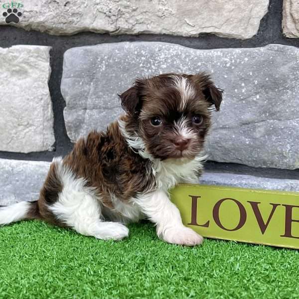 Ranger, Havanese Puppy
