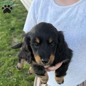 Luke, Dachshund Puppy