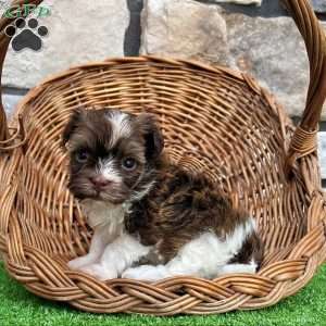 Ranger, Havanese Puppy