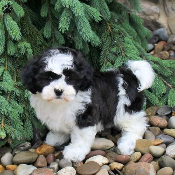 Ian, Teddy Bear Puppy