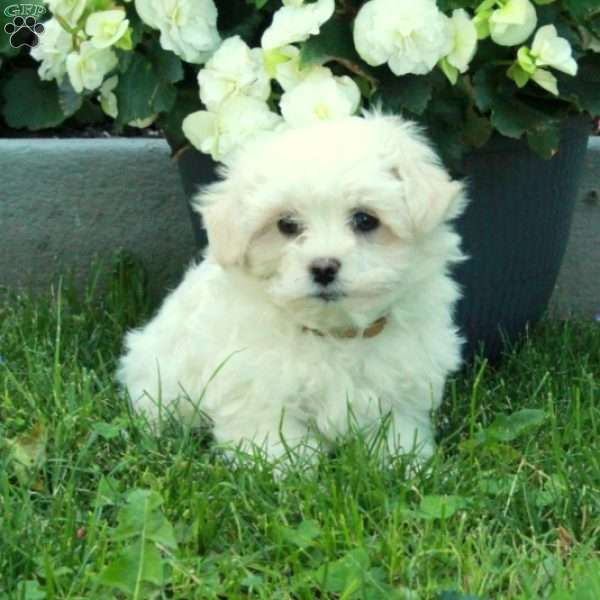 Ian, Maltese Puppy