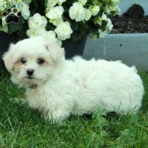 Ian, Maltese Puppy