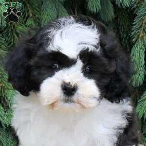Ian, Teddy Bear Puppy