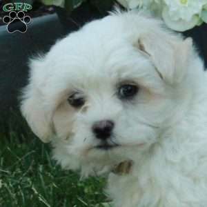 Ian, Maltese Puppy