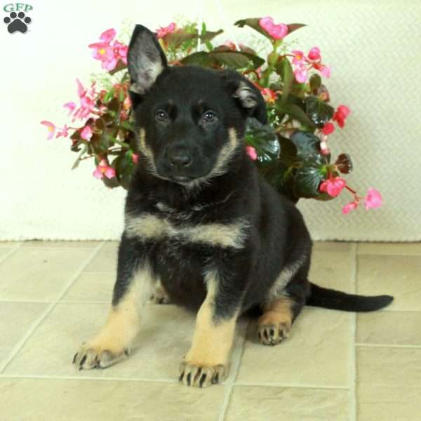 Iggy, German Shepherd Puppy