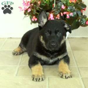 Iggy, German Shepherd Puppy