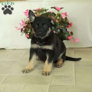 Iggy, German Shepherd Puppy