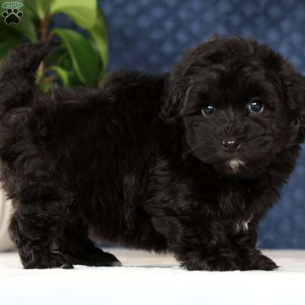 Ike, Havapoo Puppy