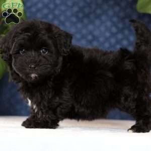 Ike, Havapoo Puppy