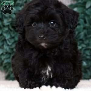 Ike, Havapoo Puppy