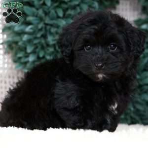 Ike, Havapoo Puppy