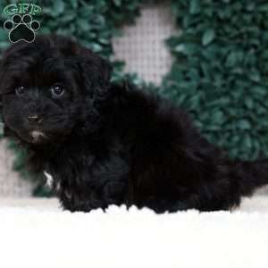 Ike, Havapoo Puppy