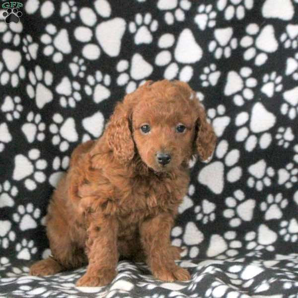 Imogen, Mini Goldendoodle Puppy