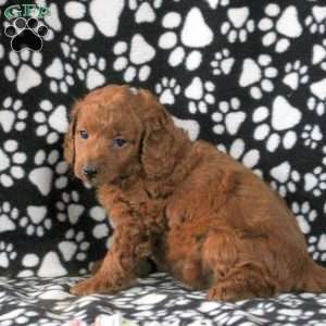 Imogen, Mini Goldendoodle Puppy
