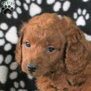 Imogen, Mini Goldendoodle Puppy