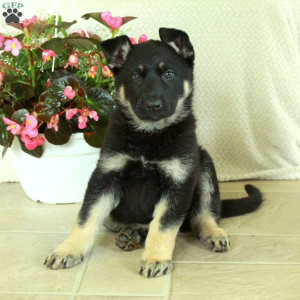 Indy, German Shepherd Puppy