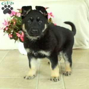 Indy, German Shepherd Puppy