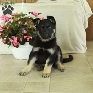 Indy, German Shepherd Puppy