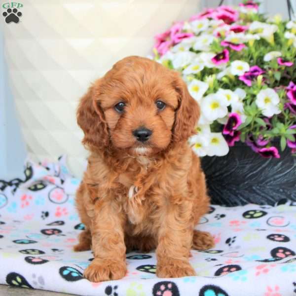 Irvin, Cavapoo Puppy