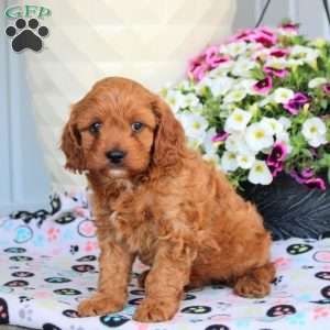 Irvin, Cavapoo Puppy
