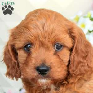 Irvin, Cavapoo Puppy