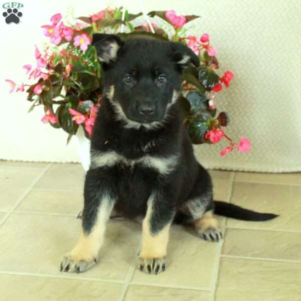 Irwin, German Shepherd Puppy
