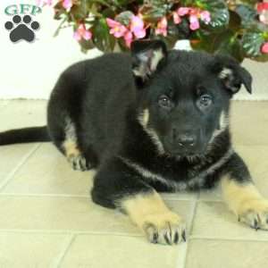 Irwin, German Shepherd Puppy