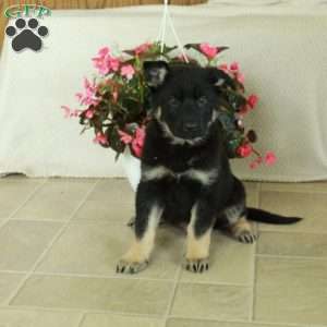 Irwin, German Shepherd Puppy