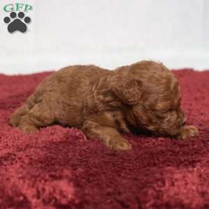 Isaac, Cavapoo Puppy