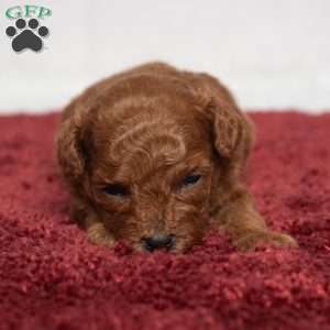 Isaac, Cavapoo Puppy