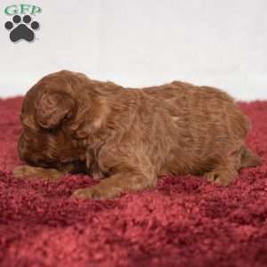 Isaac, Cavapoo Puppy