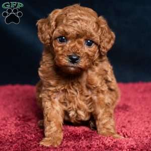Isaac, Cavapoo Puppy