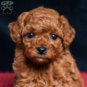 Isaac, Cavapoo Puppy