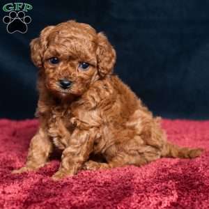 Isaac, Cavapoo Puppy