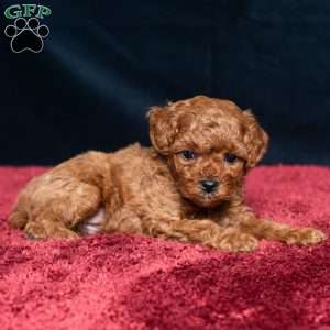 Isaac, Cavapoo Puppy