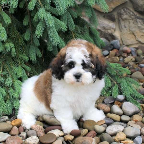 Isaac, Teddy Bear Puppy