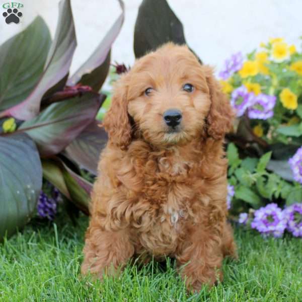 Isaac, Mini Goldendoodle Puppy