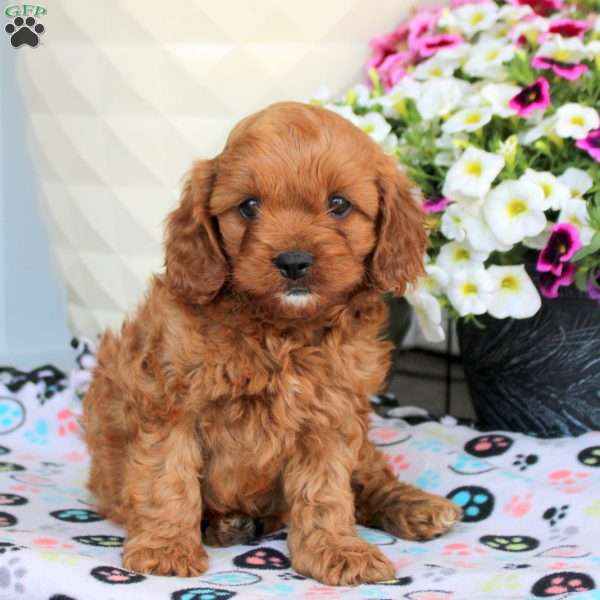 Isaac, Cavapoo Puppy