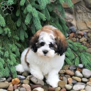 Isaac, Teddy Bear Puppy