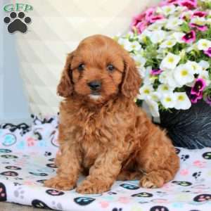 Isaac, Cavapoo Puppy
