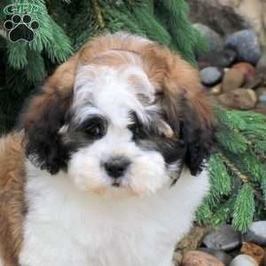 Isaac, Teddy Bear Puppy