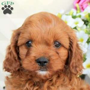 Isaac, Cavapoo Puppy