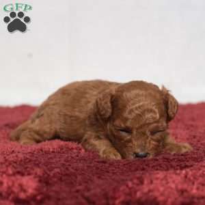 Isaac, Cavapoo Puppy