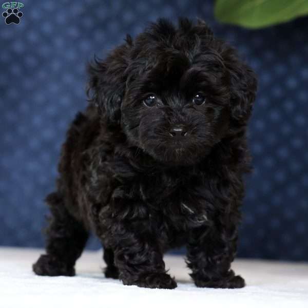 Isaac, Havapoo Puppy