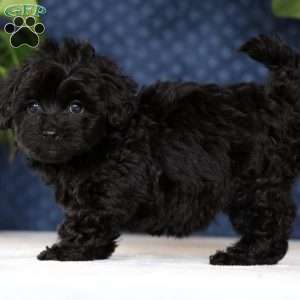 Isaac, Havapoo Puppy