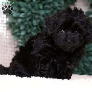 Isaac, Havapoo Puppy