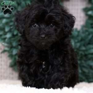 Isaac, Havapoo Puppy